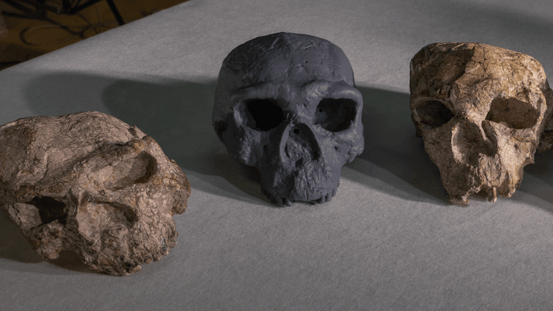 The two fossilized skulls recovered from Yunxian in the late 1980s and early 1990s, along with a reconstruction made in 2025.