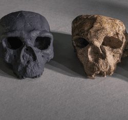 The two fossilized skulls recovered from Yunxian in the late 1980s and early 1990s, along with a reconstruction made in 2025.