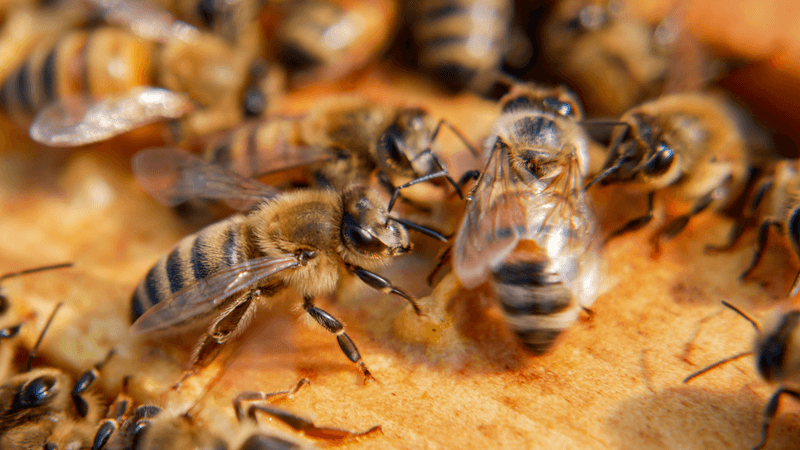 bee performing waggle dance for fellow bees