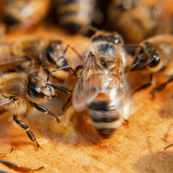 bee performing waggle dance for fellow bees