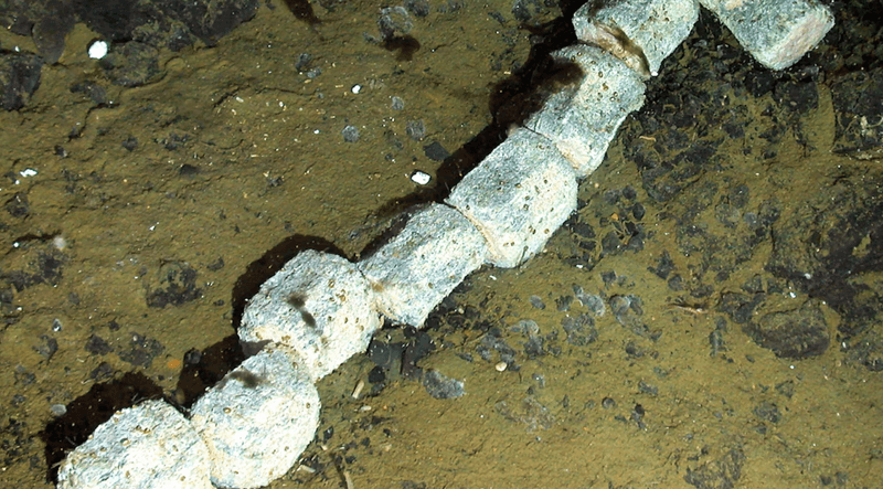 The backbone of an Antarctic minke whale (Balaenoptera bonaerensis), stripped bear on the seabed.