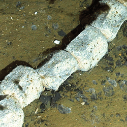 The backbone of an Antarctic minke whale (Balaenoptera bonaerensis), stripped bear on the seabed.