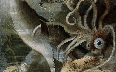 An illustration of a sperm whale attacking a giant squid by A. Twidle.