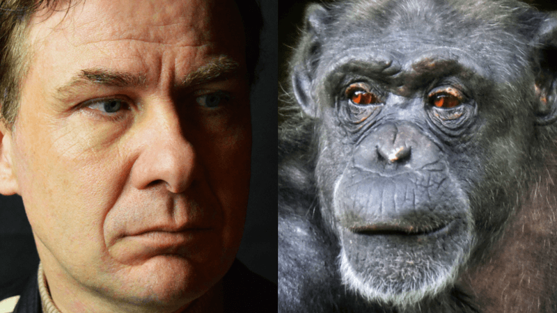a human looking at a chimp with his white sclera, the chimp looks back with dark brown sclera