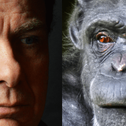 a human looking at a chimp with his white sclera, the chimp looks back with dark brown sclera
