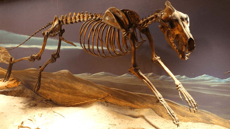Skeleton of Aenocyon dirus on display at the Page Museum at the La Brea Tar Pits
