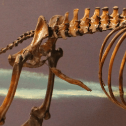 Skeleton of Aenocyon dirus on display at the Page Museum at the La Brea Tar Pits