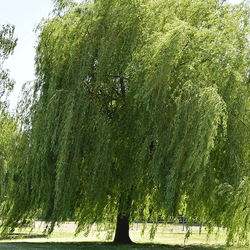 A willow tree in a park.